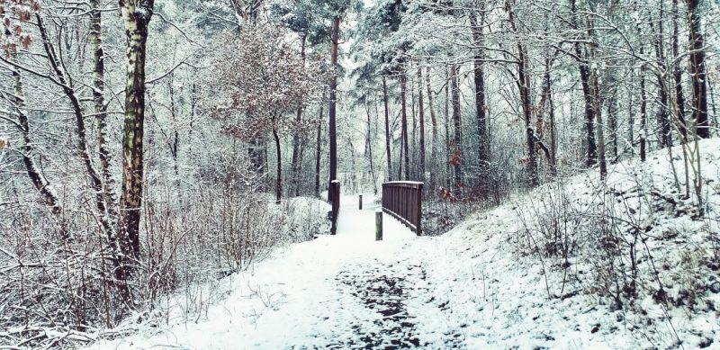 Weg mit Hozbrücke im Darmer Friedhofswäldchen.